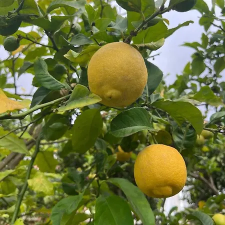 With Huge Deck Nestled In Marvelous Gardens - Nidos Appartement