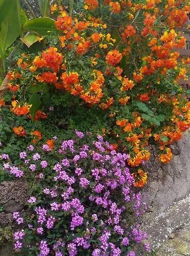 With Huge Deck Nestled In Marvelous Gardens - Nidos