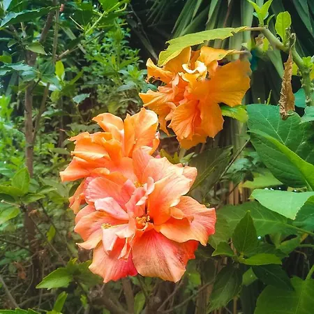 Apartment With Huge Deck Nestled In Marvelous Gardens - Nidos *