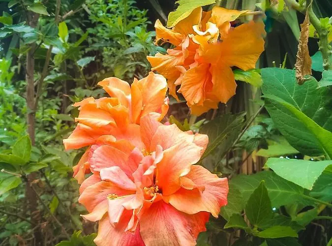 Appartement With Huge Deck Nestled In Marvelous Gardens - Nidos *