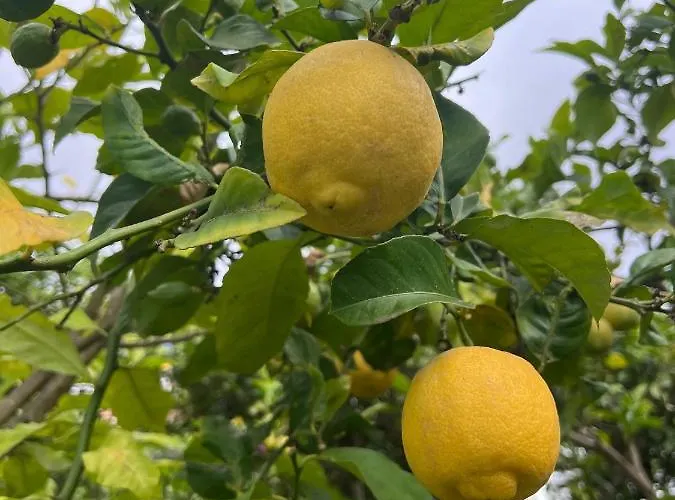 With Huge Deck Nestled In Marvelous Gardens - Nidos Apartament